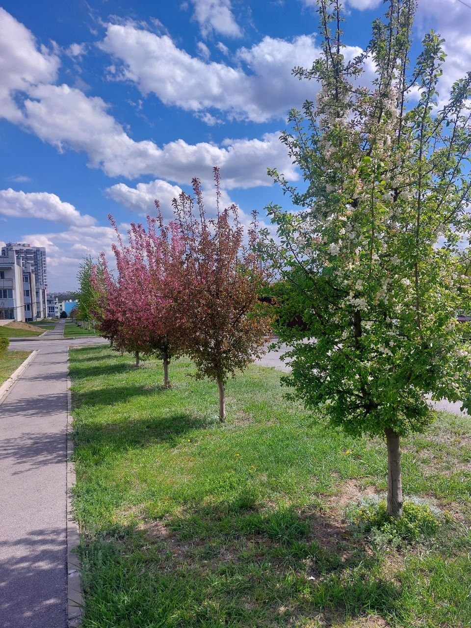 Морская студия с чайками