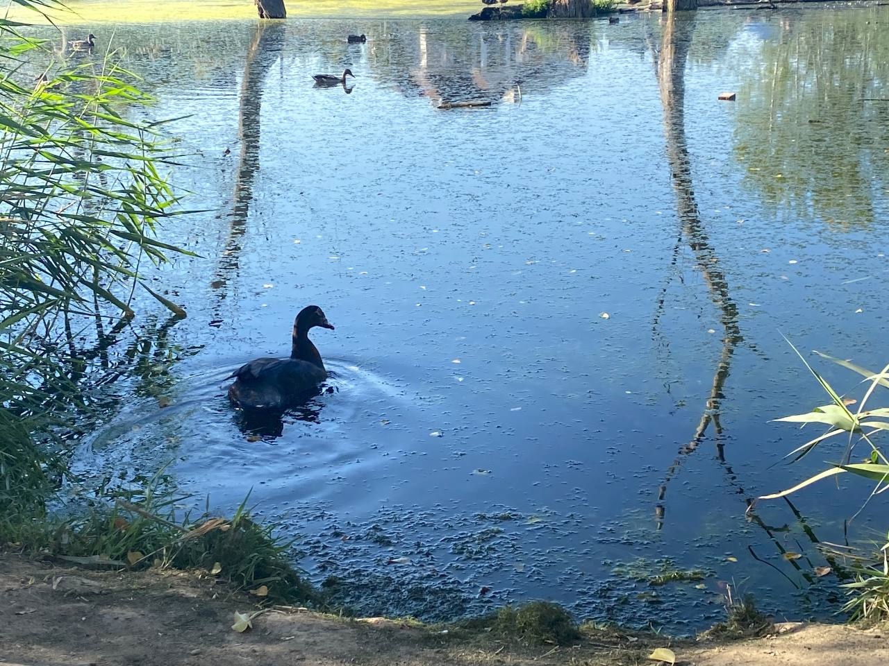 Уютная студия с панорамным окном