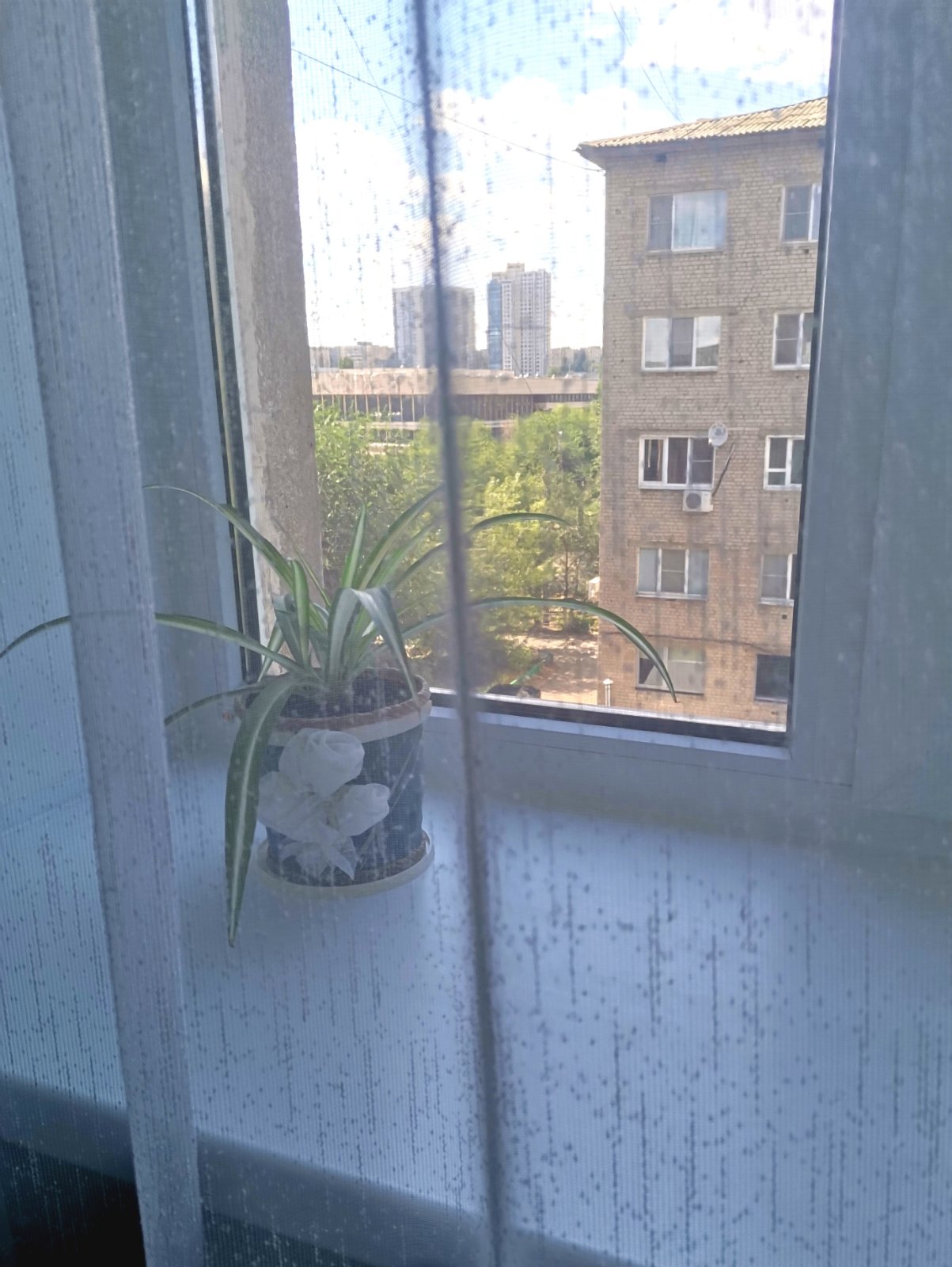 У трёх котов